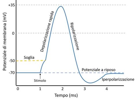 Schema di un potenziale evocato visivo