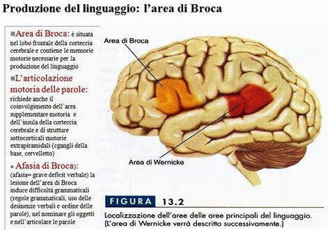 Schema che illustra le aree cerebrali del linguaggio (Broca e Wernicke)