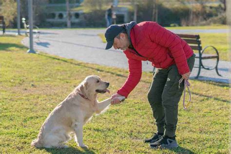 Un educatore cinofilo che lavora con un cane usando il rinforzo positivo.