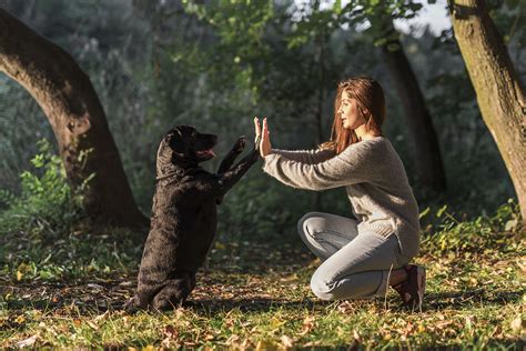 Un cane che esegue un comando durante un corso di educazione cinofila.