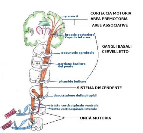 Diagramma delle vie neurologiche cerebrali