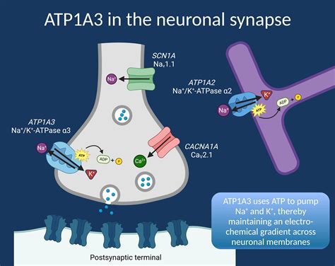 Struttura del gene ATP1A3