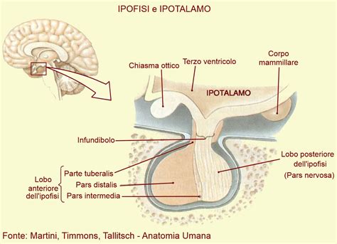 Diagramma dell'ipofisi umana