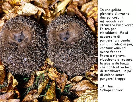 porcospini che si stringono per il freddo