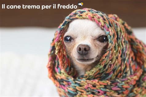 cane che trema per il freddo