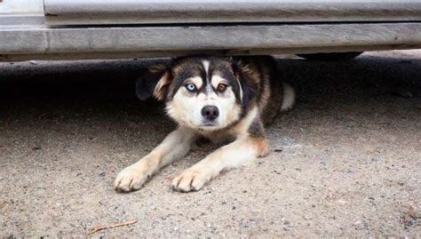 cane spaventato durante un temporale