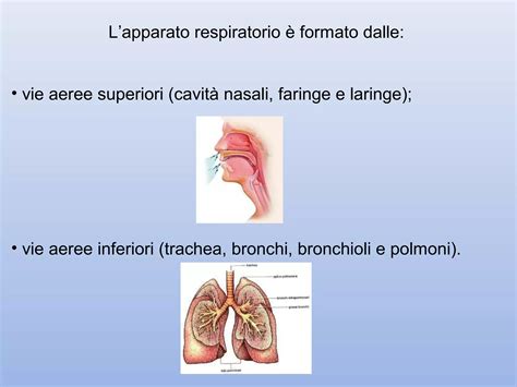Grafico che mostra la differenza tra vie aeree normali e vie aeree asmatiche