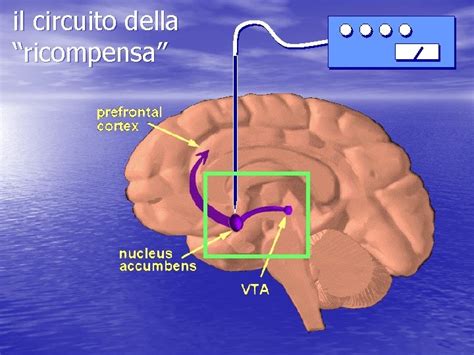 Diagramma del ciclo della ricompensa cerebrale