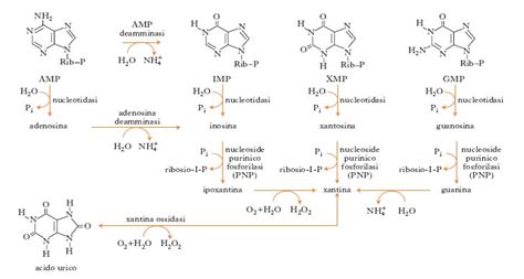 Schema del metabolismo delle purine e dell'acido urico