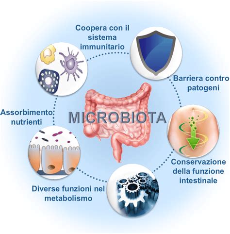 Illustrazione del microbiota intestinale