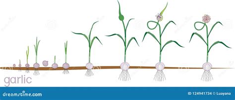 Pianta di aglio in crescita