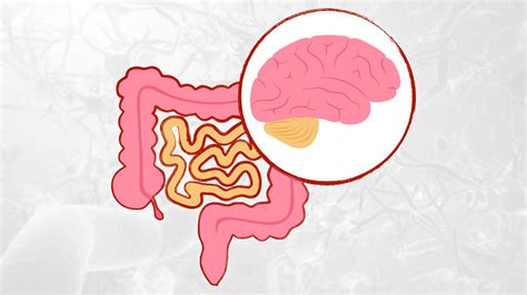 Diagramma dell'asse intestino-cervello