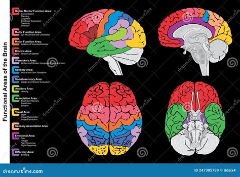 Diagramma del cervello umano e aree emotive