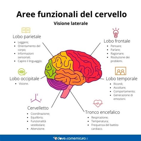 Illustrazione di un cervello con aree colorate che evidenziano le funzioni esecutive