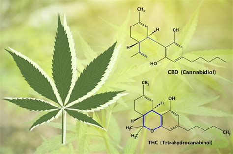 Infografica che illustra la struttura chimica del THC e del CBD.