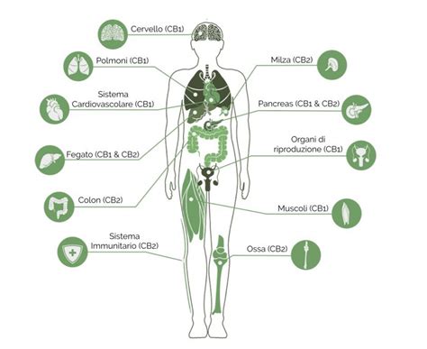 Schema del sistema endocannabinoide e dei suoi recettori.