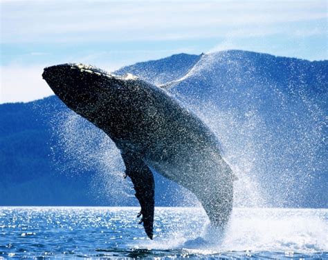 Balena che emerge dall'acqua