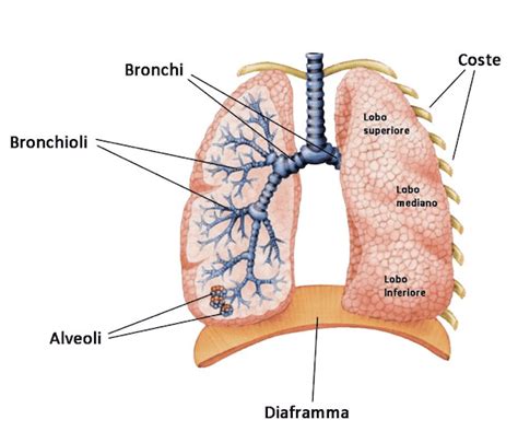 Struttura anatomica dei polmoni e delle vie respiratorie