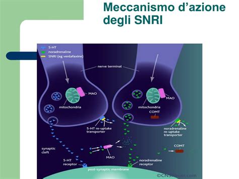 Diagramma del meccanismo d'azione degli SNRI