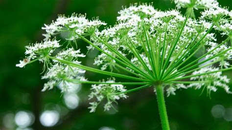 Pianta di Angelica Sinensis