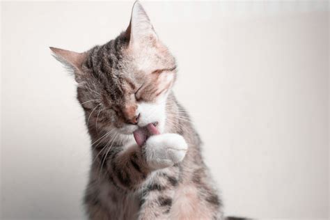 gatto che si lecca compulsivamente