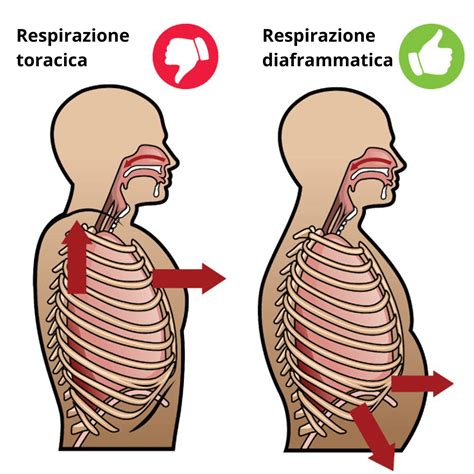 Schema illustrativo delle tecniche di respirazione diaframmatica