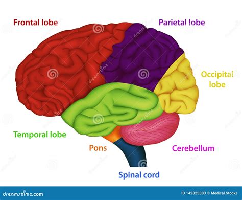 Illustrazione schematica del cervello umano con evidenziate le aree cerebrali coinvolte nei processi cognitivi ed emotivi