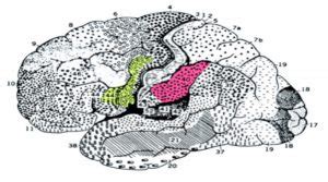 Illustrazione schematica del sistema dei neuroni specchio