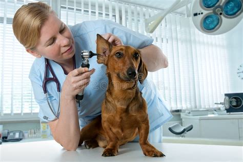 Un veterinario che esamina un cane