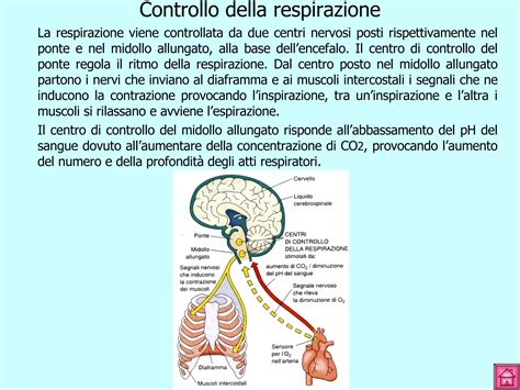 Diagramma che illustra il ciclo della respirazione e i suoi effetti sul sistema nervoso