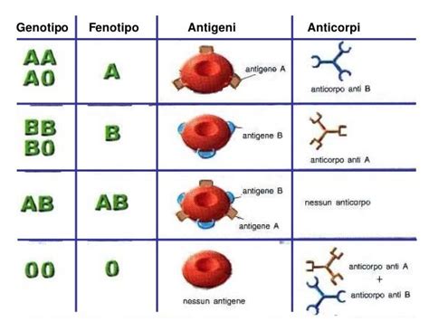Schema dei gruppi sanguigni con antigeni e anticorpi