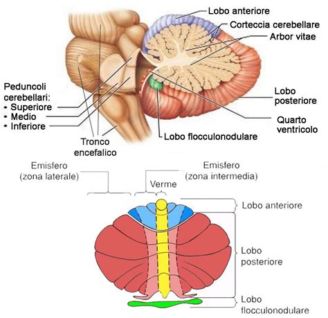 Sezione anatomica del cervelletto