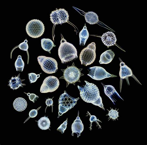 Rappresentazione di una Radiolaria