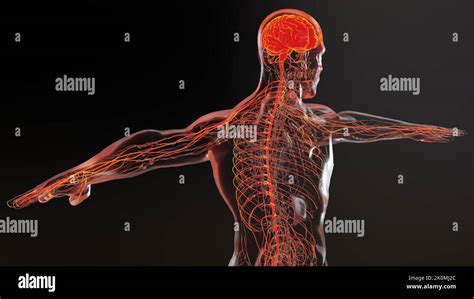 Diagramma del sistema nervoso umano con focus sulla testa