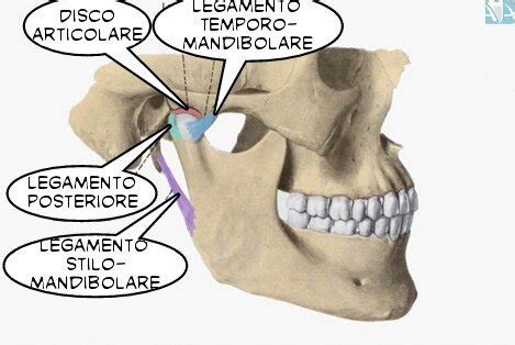 Anatomia dell'articolazione temporo-mandibolare