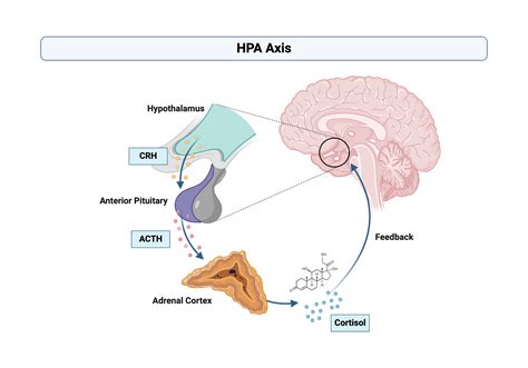 Diagramma che illustra l'Asse Ipotalamo-Ipofisi-Surrene (HPA) e il suo coinvolgimento nella risposta allo stress.