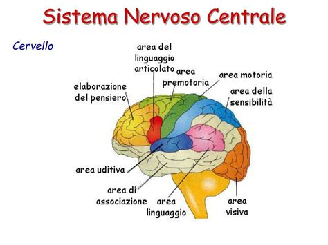 Diagramma del sistema nervoso centrale con aree di demielinizzazione