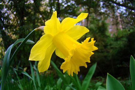 Dettaglio di un fiore di Narciso Trombone (Narcissus pseudonarcissus)