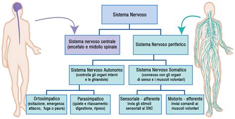 Schema del sistema nervoso centrale e periferico