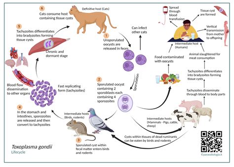 Illustrazione del ciclo vitale del Toxoplasma gondii