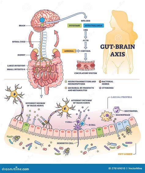 Diagramma del sistema digestivo e cervello