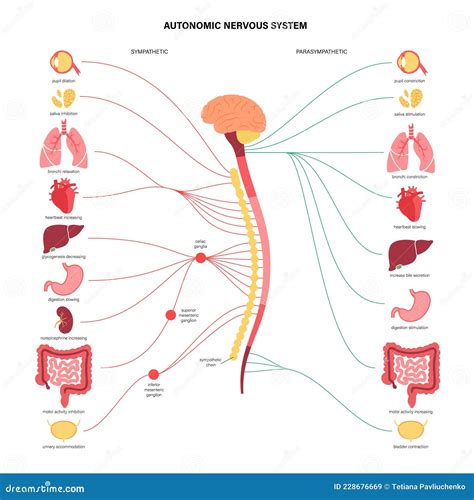 diagramma del sistema nervoso autonomo