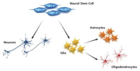 Diagramma di una cellula staminale neurale