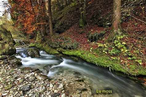 Un bosco ombroso con un ruscello
