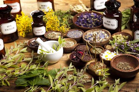 Piante officinali benefiche per il fegato (carciofo, tarassaco, finocchio)