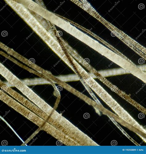 Microscopio ottico con immagine di capelli