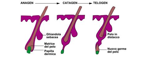 Diagramma delle fasi del ciclo del capello: Anagen, Catagen, Telogen