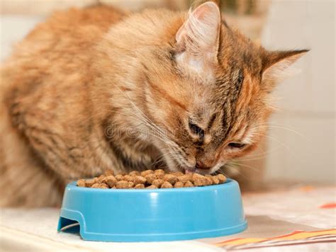 Gatto che mangia da una ciotola con cibo speciale