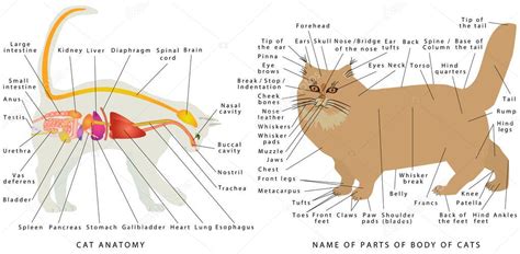 Diagramma del sistema digestivo di un gatto