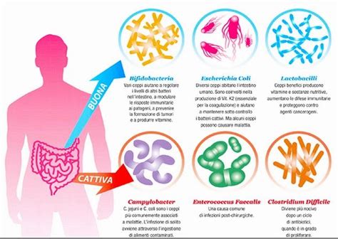 Schema che illustra i benefici della fibra e dei probiotici per l'intestino